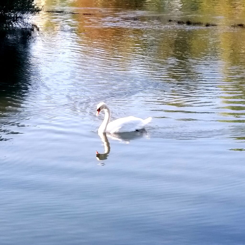 Cigno che si rispecchia nell'acqua che indica come la coach fa da specchio per i ragionamenti del cliente