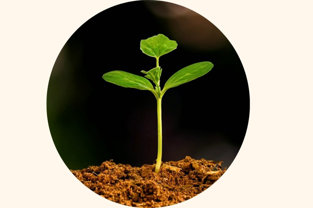 crescere come una pianta per sviluppare il potenziale